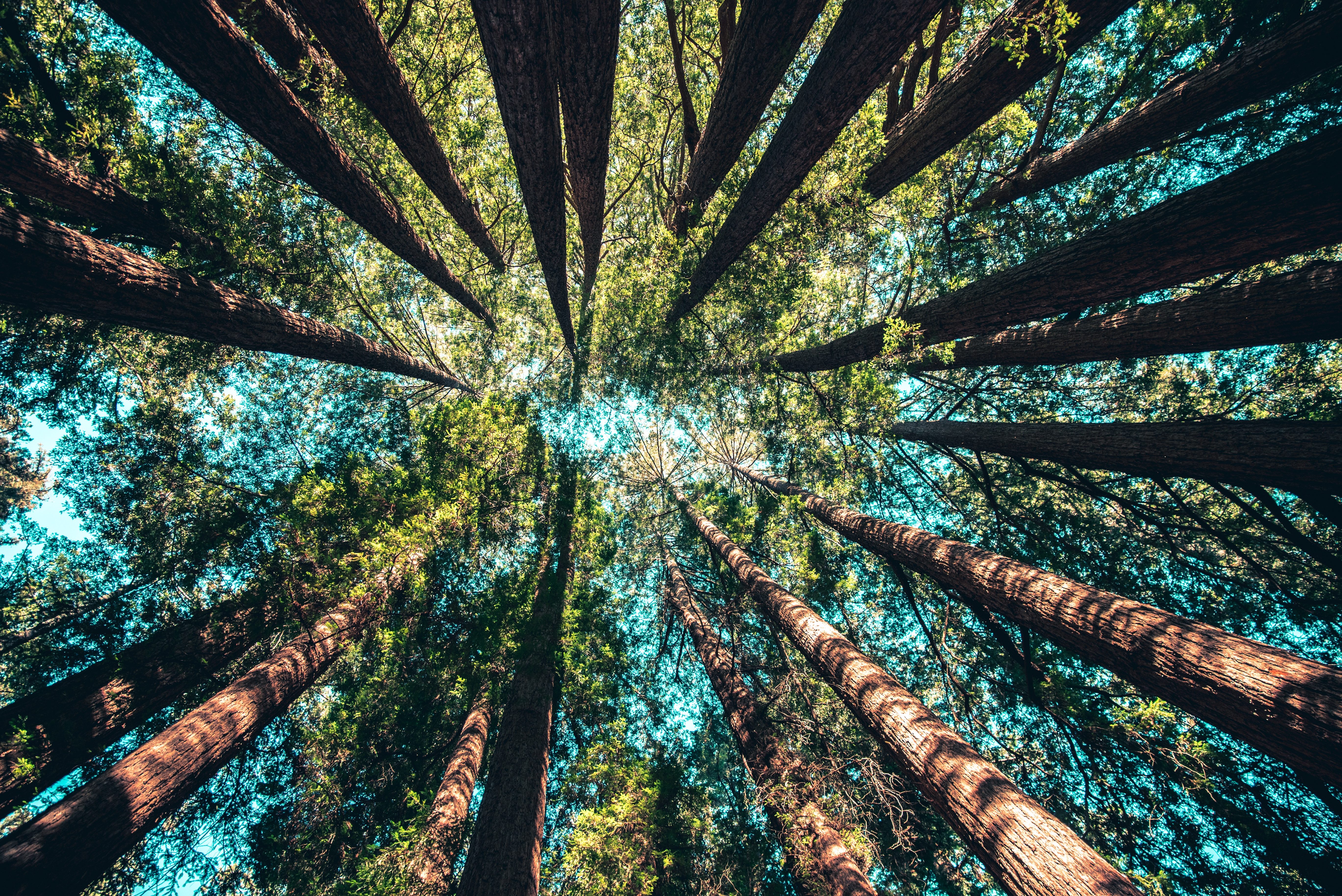 looking up at the tops of trees